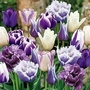 Tulip Purple Passion Blend 90 bulbs