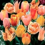 Tulip Peach Passion Blend 90 bulbs