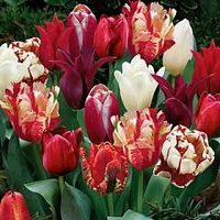 Tulip Red Passion Blend 90 bulbs