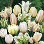 Tulip White Passion Blend 90 bulbs
