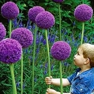 Allium Gladiator 6 bulbs