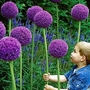 Allium Gladiator 6 bulbs