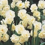 Narcissus Cheerfulness 30 bulbs