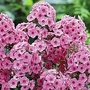 Phlox - Giant Hardy - Eva Cullum 6 bareroot plants