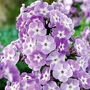 Phlox - Giant Hardy - Katherine 6 bareroot plants