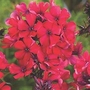 Phlox - Giant Hardy - Starfire 6 bareroot plants