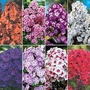 Phlox - Giant Hardy Mix 12 bareroot plants