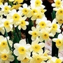 Narcissus Minnow 36 bulbs