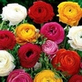 Ranunculus Mixed 50 bulbs