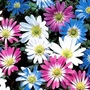 Anemone blanda Mixed 72 bulbs