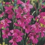 Gladiolus - Hardy 18 bulbs