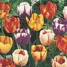 Tulip Rembrandt Mix 10 bulbs