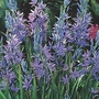 Hyacinth - Indian Hyacinths 16 bulbs