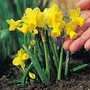 Daffodil T&ecirc;te &aacute; T&ecirc;te 36 bulbs