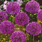 Allium Purple Sensation 24 bulbs