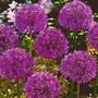 Allium Purple Sensation 24 bulbs