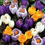 Crocus - Giant Crocus Mix 24 bulbs