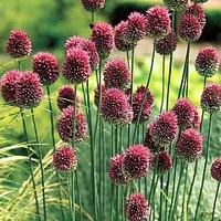 Allium Drumstick 40 bulbs