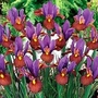 Iris - Dutch Iris Eye of the Tiger 24 bulbs