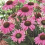 Coneflower Pink Mist 1 plant in 9cm pot