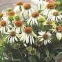 Coneflower White Mist 1 plant in 9cm pot