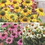 Coneflower Patio Collection 3 plants in 9cm pots - 1 of each variety