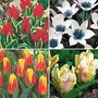 Tulip Low Growing Collection 19 mixed bulbs