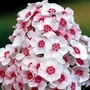 Phlox - Giant Hardy - Bright Eyes 6 bareroot plants