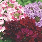 Verbena Hardy Mixed 6 young plants - 2 of each