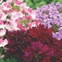 Verbena Hardy Mixed 12 young plants - 4 of each