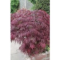 Acer Palmatum Atropurpureum Japanese Maple x 1 litre pot