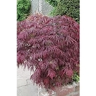 Acer Palmatum Atropurpureum Japanese Maple x 1 litre pot