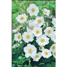 Japanese Anemone Honorine Jobert x 5 plants