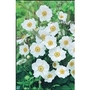 Japanese Anemone Honorine Jobert x 5 plants