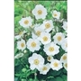 Japanese Anemone Honorine Jobert  x 1 litre pot