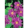 Japanese Anemone Prince Heinrich x 5 plants