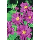 Japanese Anemone Prince Heinrich x 1 litre pot