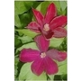 Clematis Rouge Cardinal x 1 litre pot