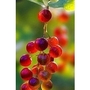 Cranberry x 1 litre pot