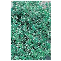 Euonymus Emerald Gaiety x 5 young plants