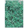 Euonymus Emerald Gaiety x 5 young plants