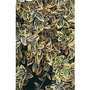 Euonymus Emerald N Gold x 5 young plants
