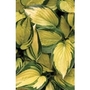Hosta (Plantain Lily) Great Expectations x 5 plants
