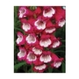Pensham Penstemon Amelia Jayne x 5 young plants