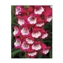 Pensham Penstemon Amelia Jayne x 1 litre pot