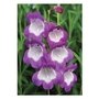 Pensham Penstemon Czar x 5 plants