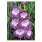 Pensham Penstemon Czar x 1 litre pot