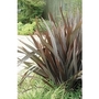 Phormium (New Zealand Flax) Purpurea x 5 plants