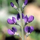 false indigo