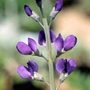 false indigo